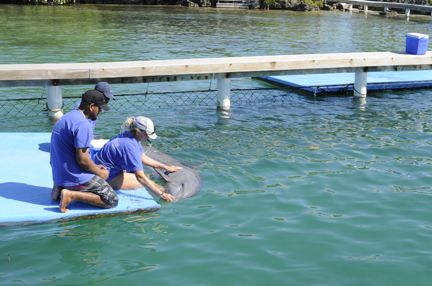 Dolphin Trainer for a Day
